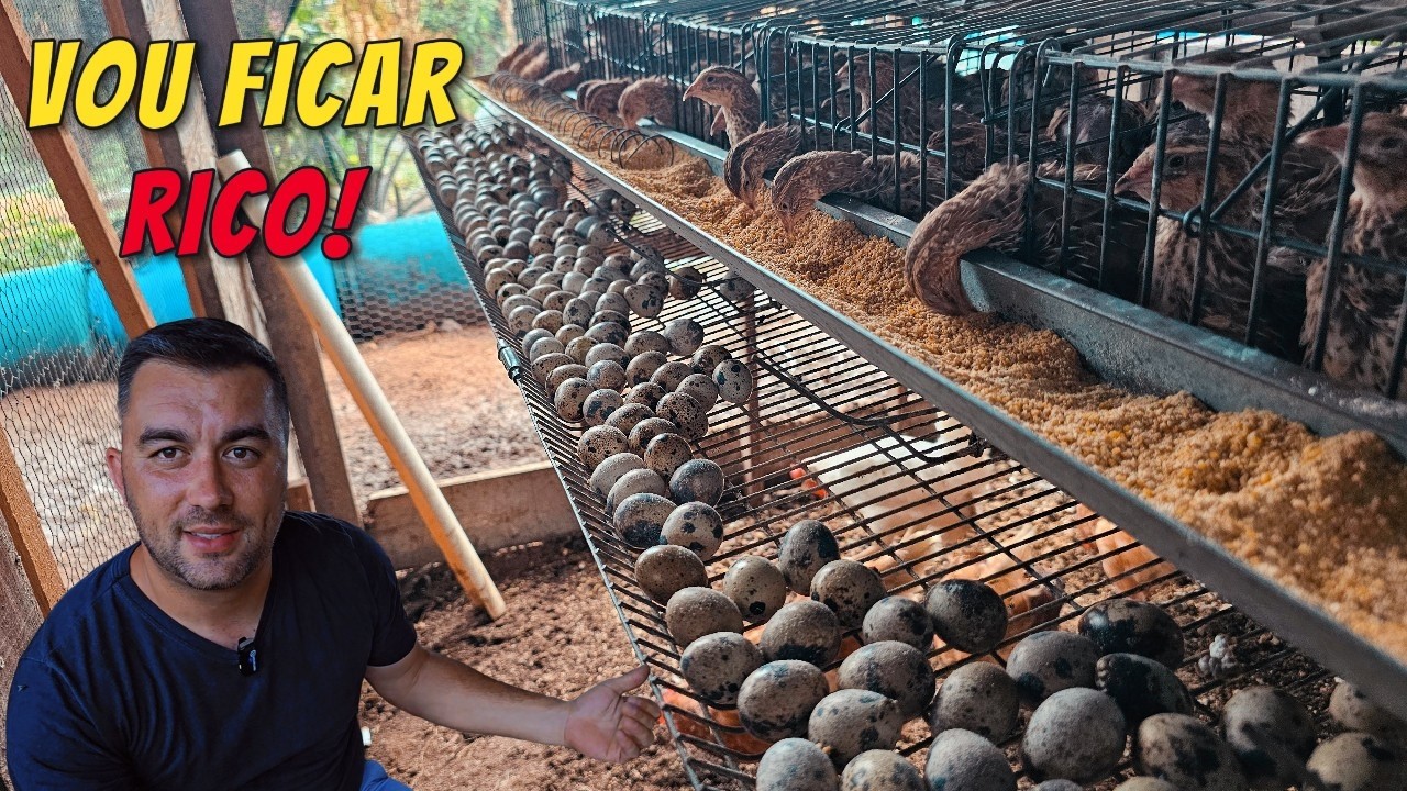 COMO GANHAR DINHEIRO COM CODORNA GIGANTE!