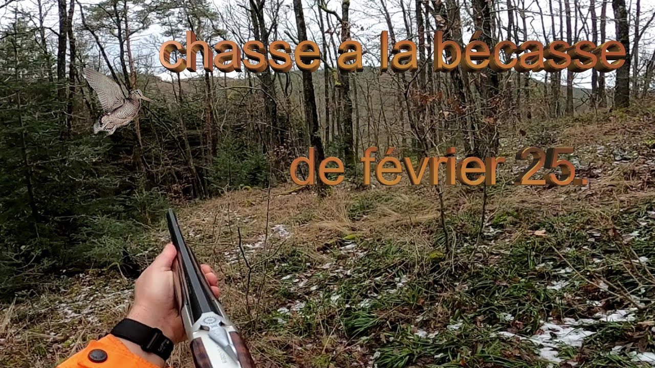 CHASSE a la bécasse de février.