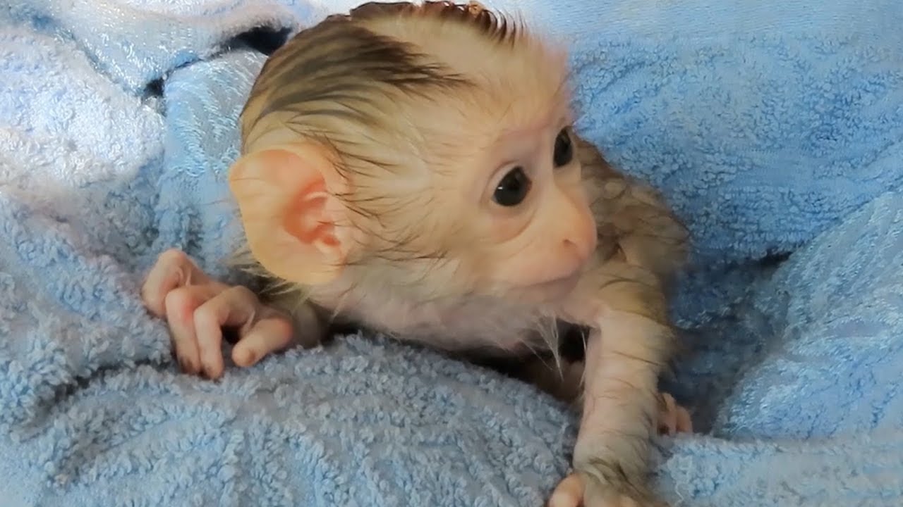 Cutest Christina Baby Pigtail Monkey, Bathing With Warm Water and Drink Milk, After Sleep Well