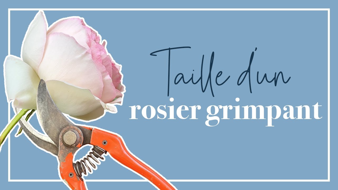 La taille facile d'un rosier grimpant (
