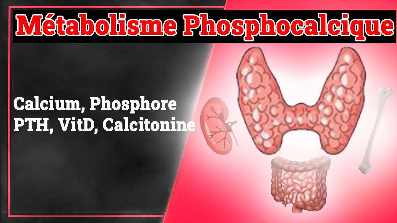 Métabolisme Phosphocalcique | Endocrinologie Medicale
