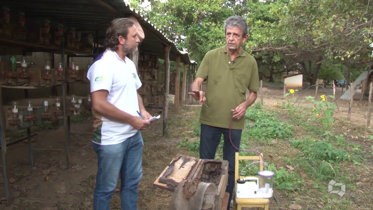 Produção de abelha tiúba