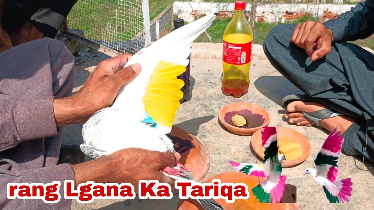 How To Make Pigeon Colours Rang kesy Lagay   Kabootar Ko Rang Lga Diya || Info ||