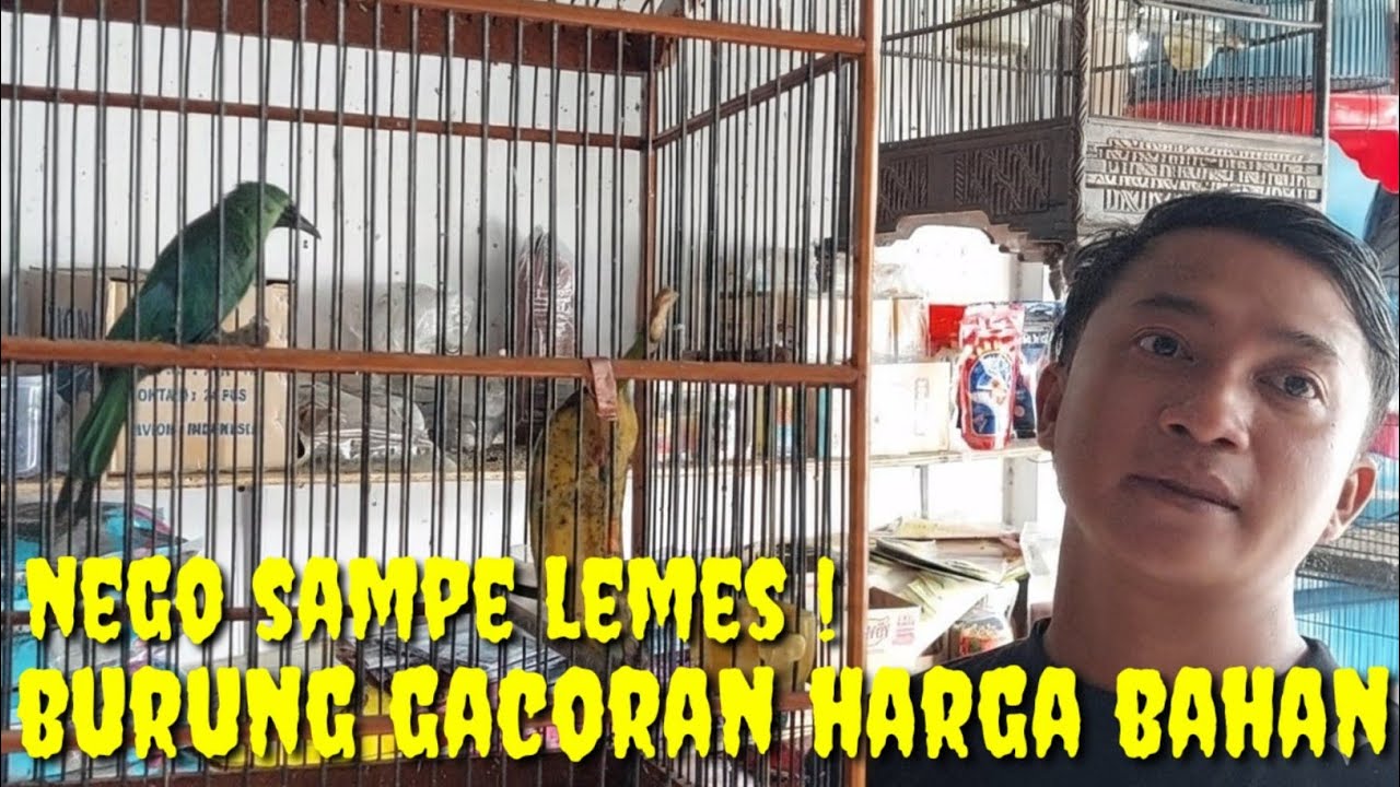 NEGO SAMPE LEMES ! HARGA SPESIAL RHAMADAN BURUNG GACOR HARGA DI BAWAH HARGA BAHAN. PART 1