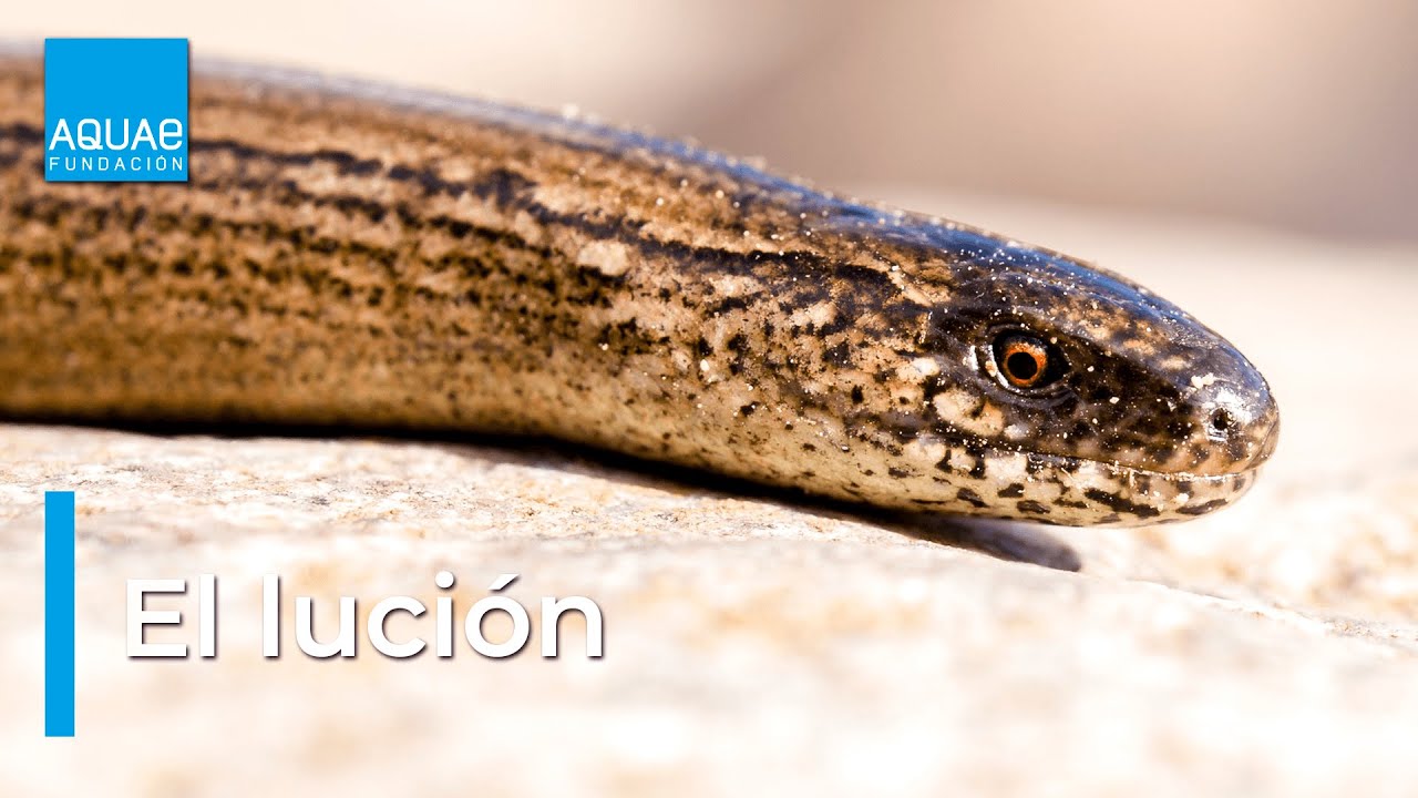 El LAGARTO menos SOLEADO de Europa | El LUCIÓN