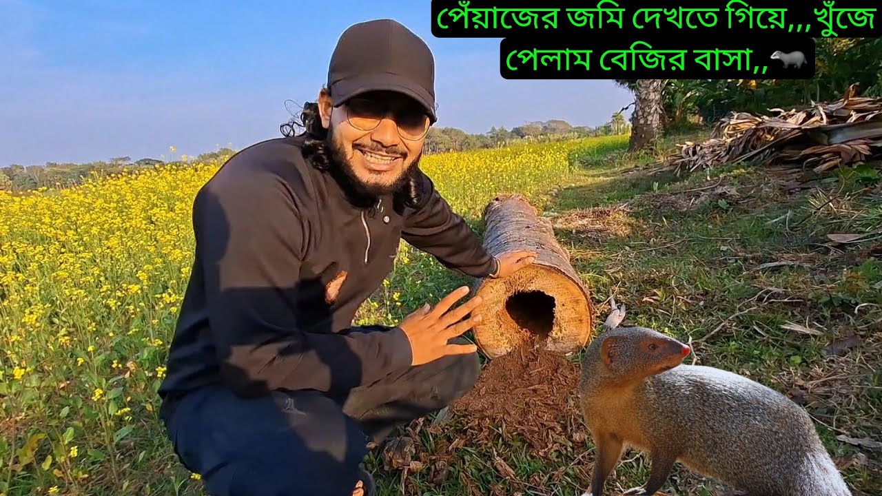 পেঁয়াজের জমি দেখতে গিয়ে,,,খুঁজে পেলাম বেজির বাসা,,🦡 