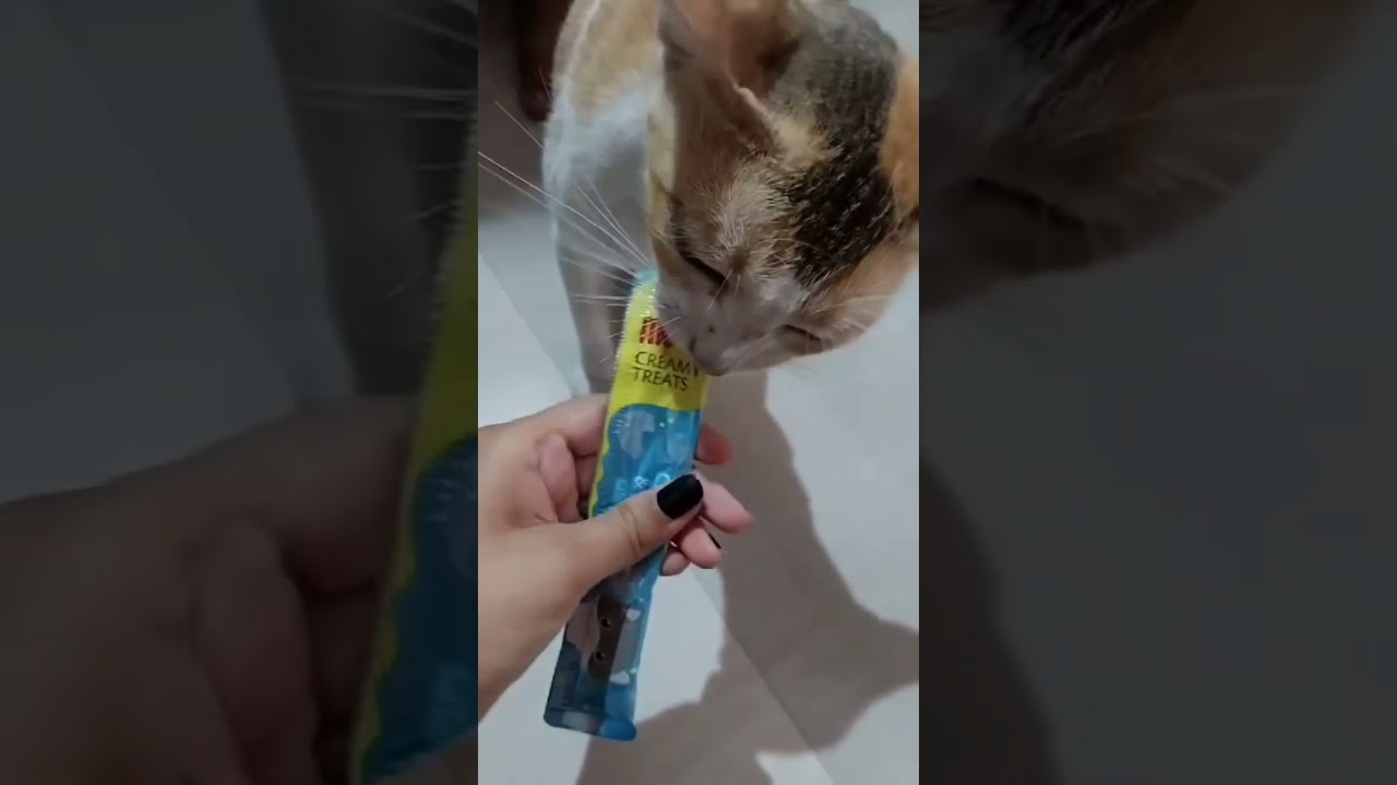 nothing todo😂😂 #cat #funny