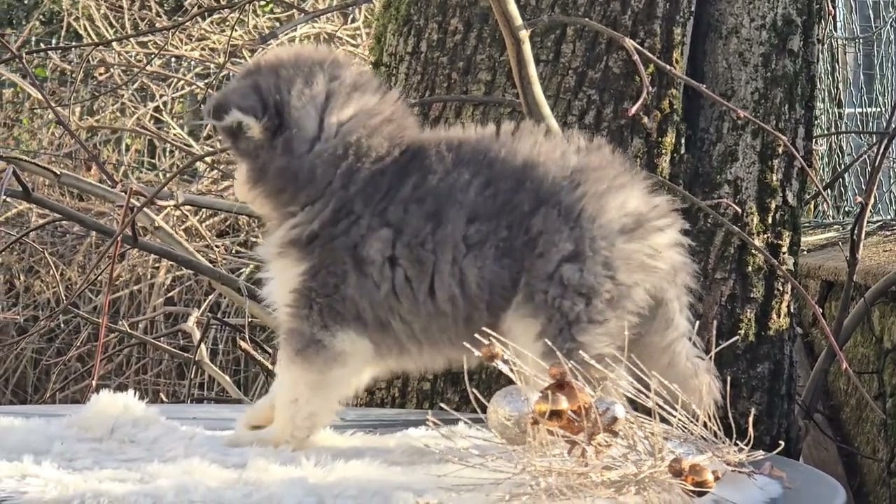 Adagio ~ Mâle Pomsky Bleu par Pipa & Raffaelo ~ Couleur exotique 🤍