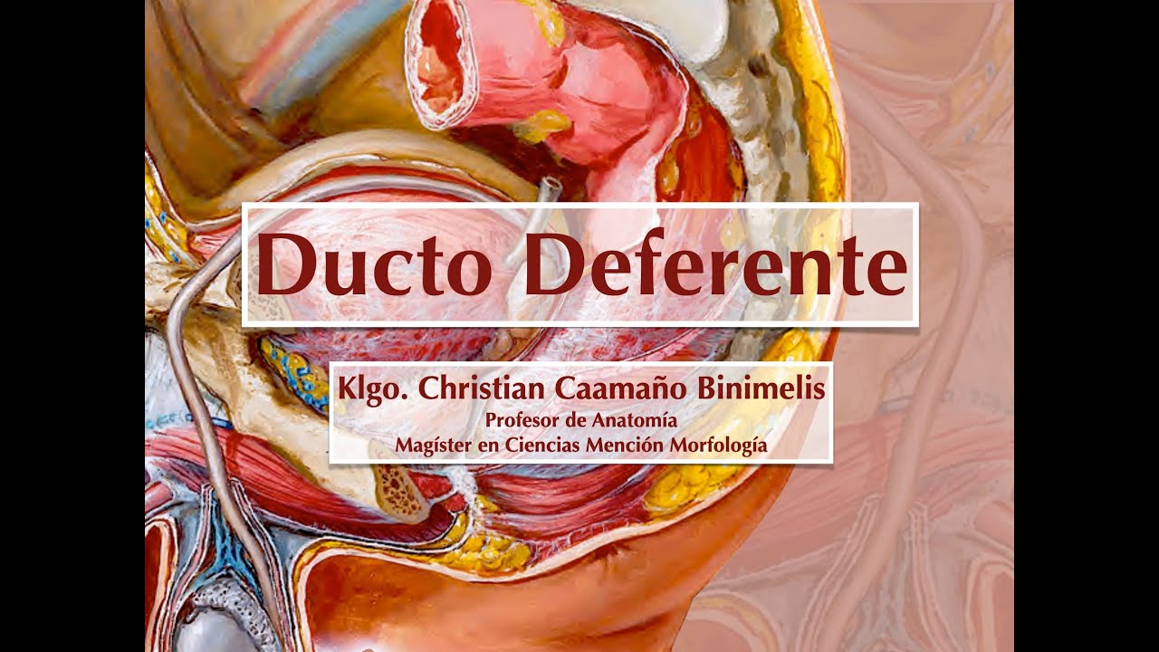 Ducto o Conducto Deferente
