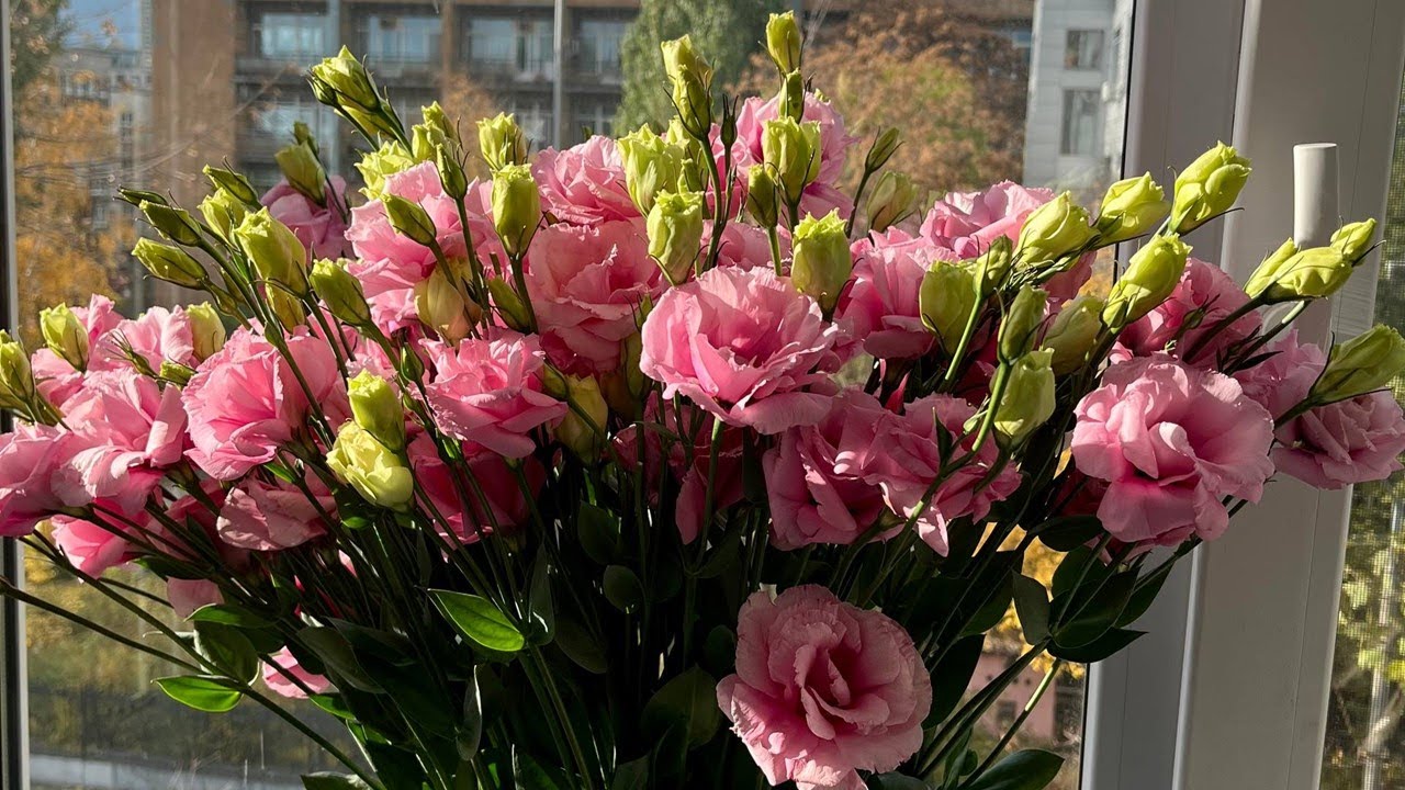 Шукаємо квітоноси🦋🥳😘#peloric#orchid#flowers#nice#phalaenopsis#метелики