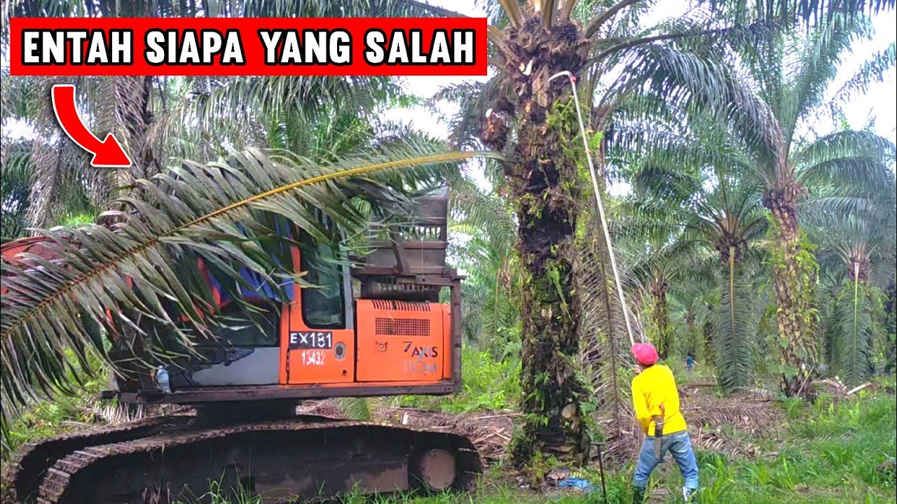 ASTAGA..!! Beginilah Jadinya Kalau Panen Sawit Dikawasan Beko Pruning