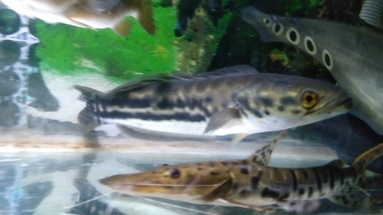 IKAN PREDATOR #48