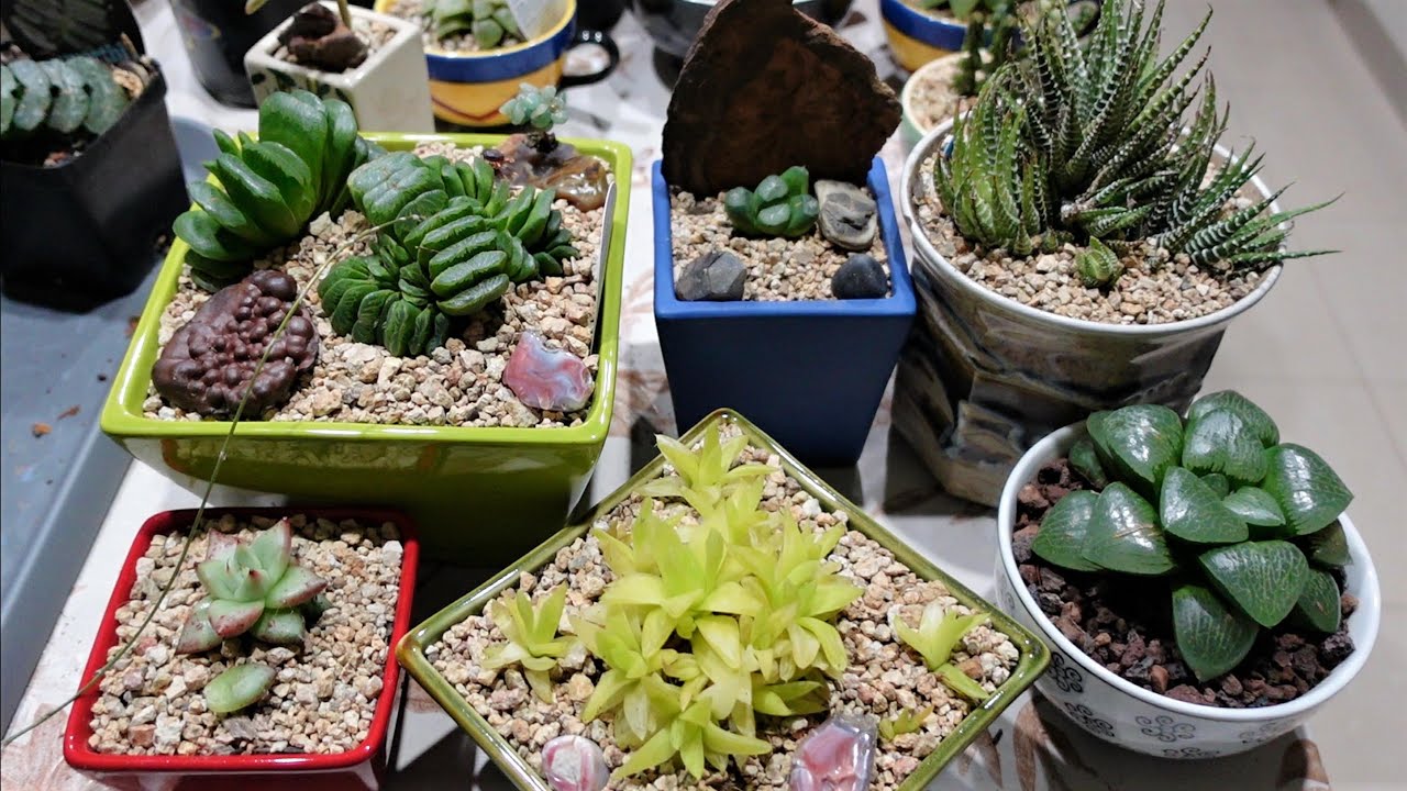 HAWORTHIA - How to Repot & Propagate