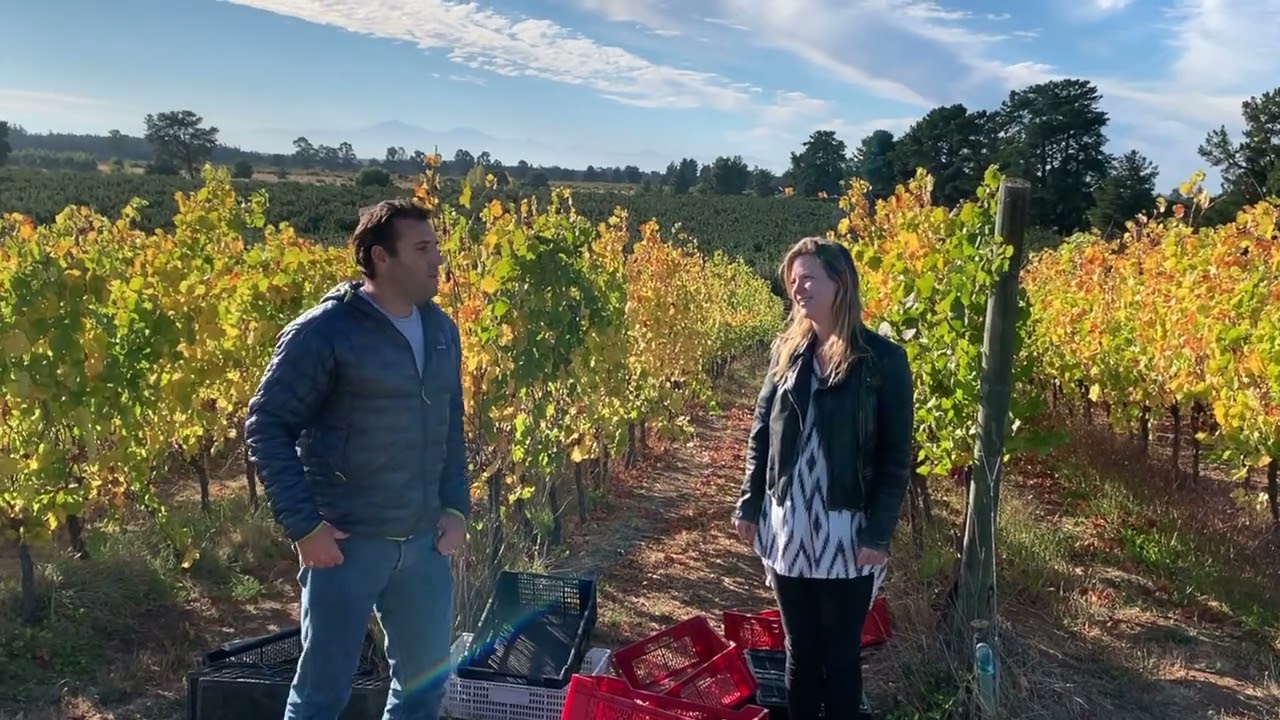 Exploring Pandolfi Price winery's natural setting in Itata