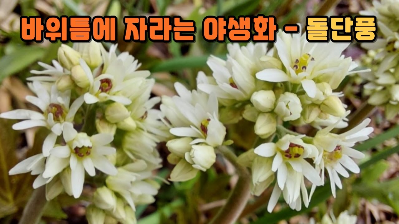 바위틈에 자라는 야생화 - 돌단풍