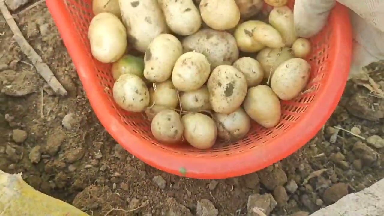 Alu, dhaniya,cholai,ki harvesting 👍👌🇮🇳🙏🌺