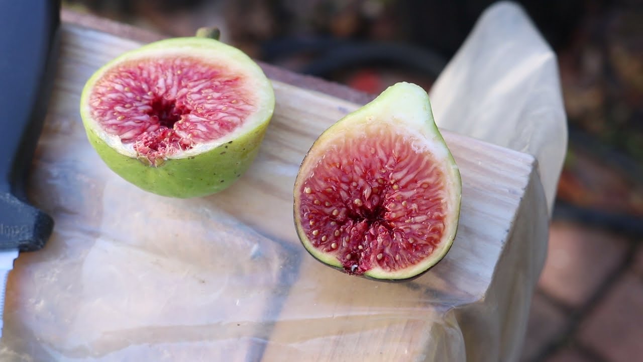 Brocalet Fig - A Potential Tasty Coll de Dama Replacement