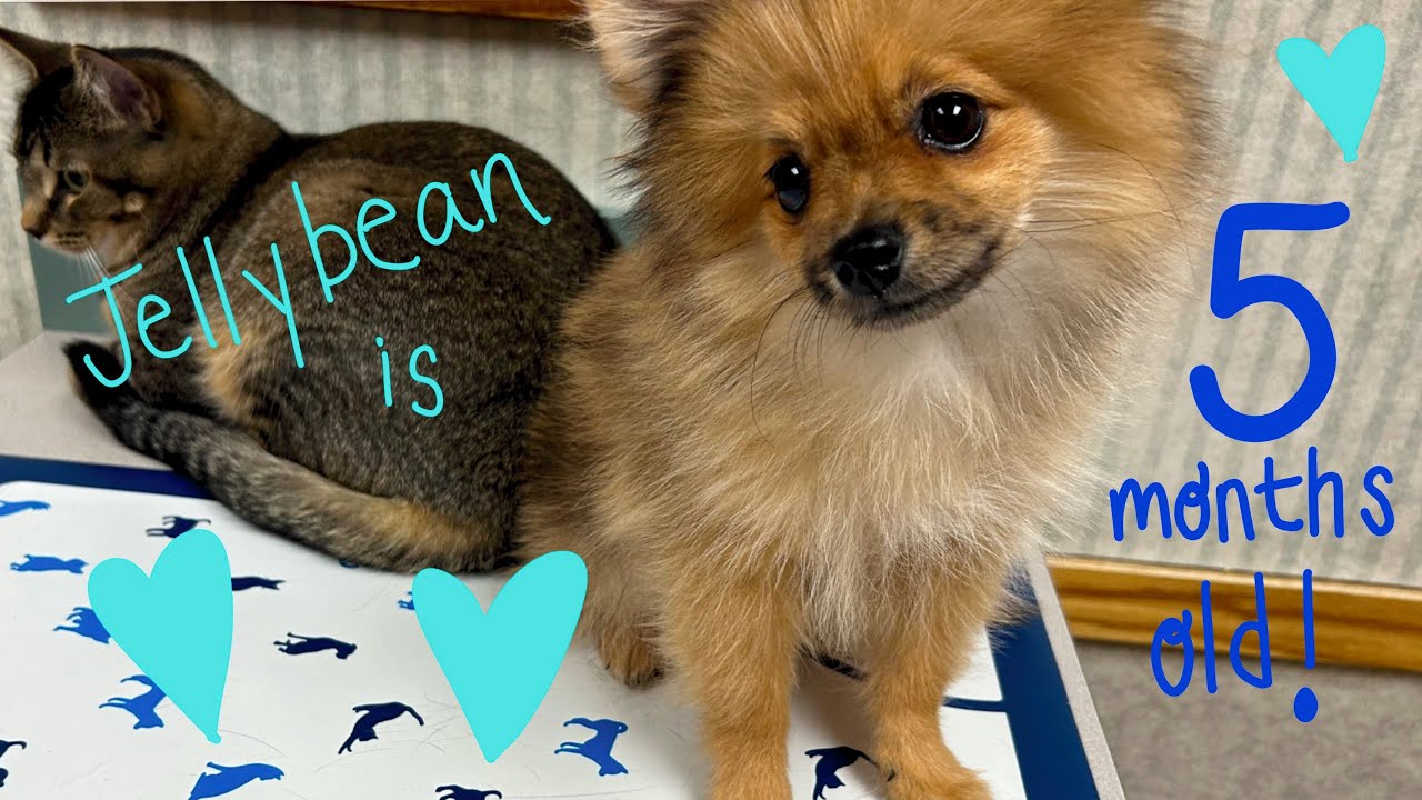 Jellybean the Pomeranian puppy 5 month old update