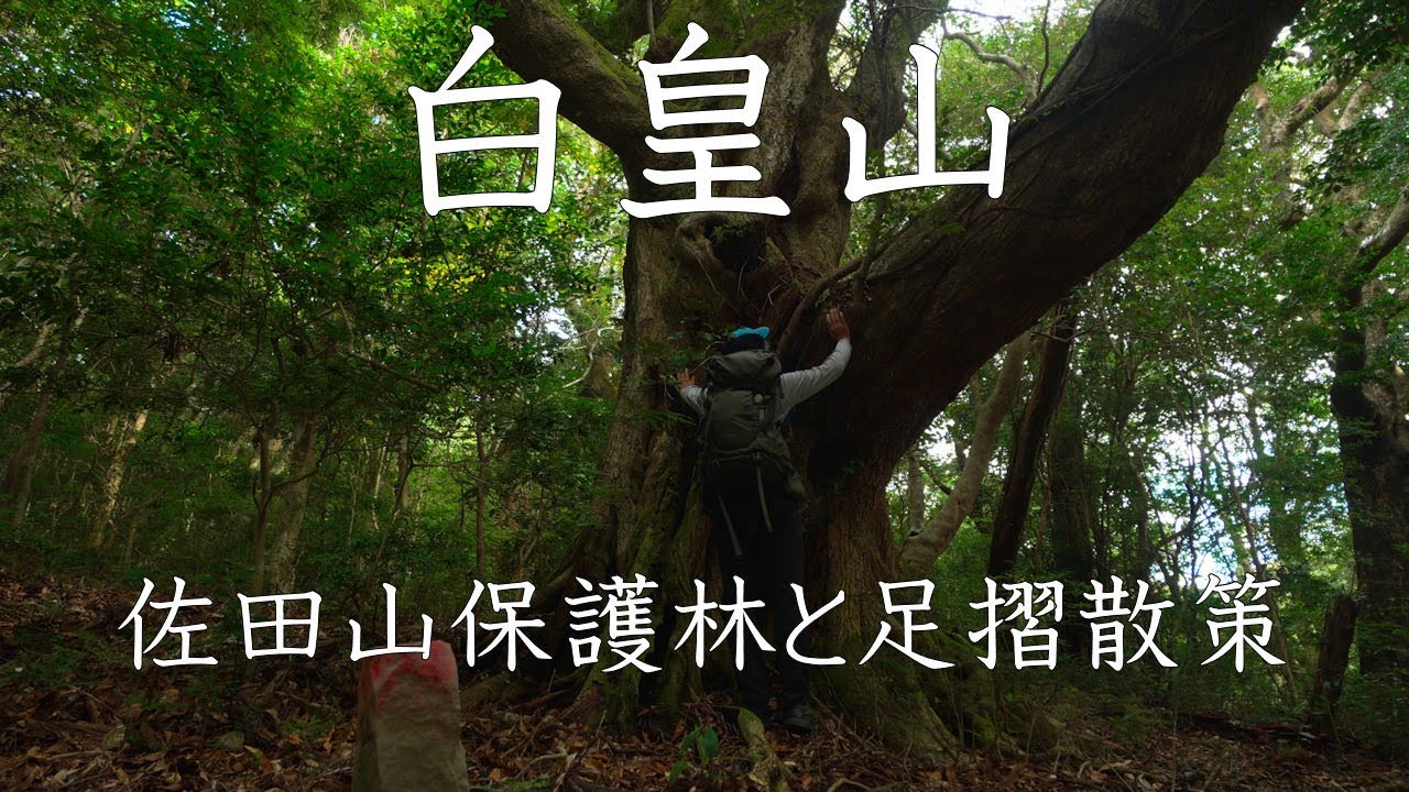 【登山】白皇山　佐田山保護林と足摺散策　2025年11月14日（高知県）【登山　高知】【登山　四国】