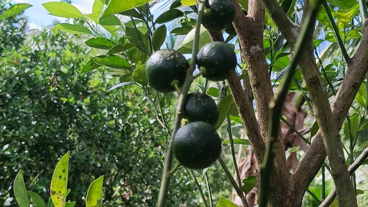Inspection sa Calamansi Garden 