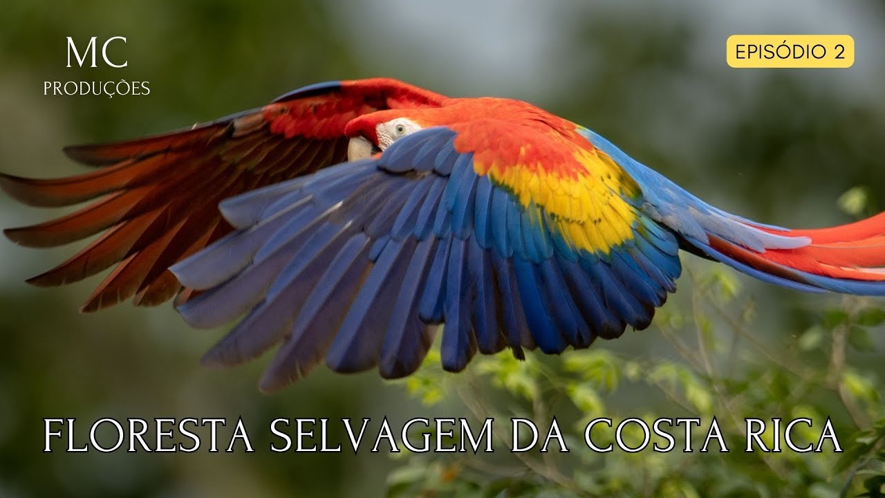 FLORESTA SELVAGEM DA COSTA RICA
