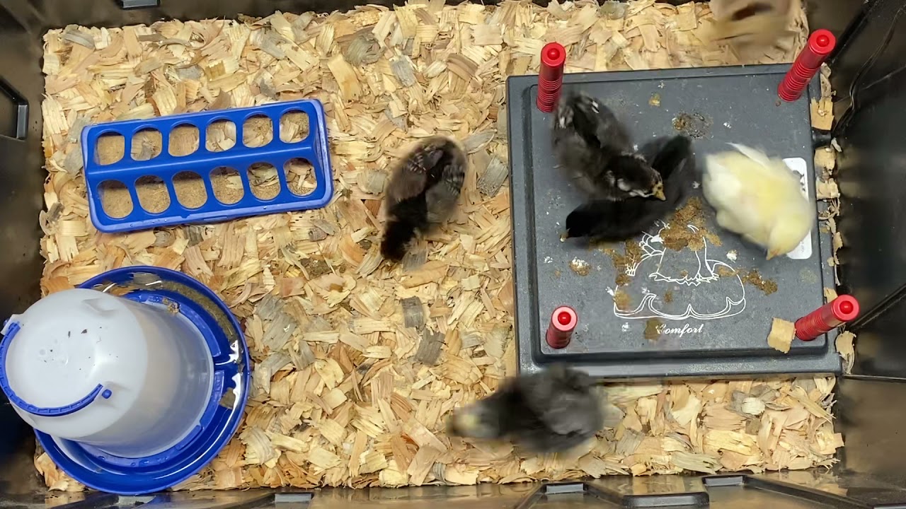 7 day old chicks - dropping soldier fly larvae in their box