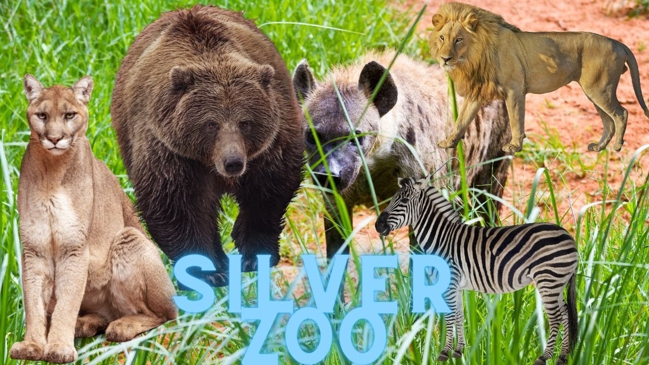 SILVER ZOO!!