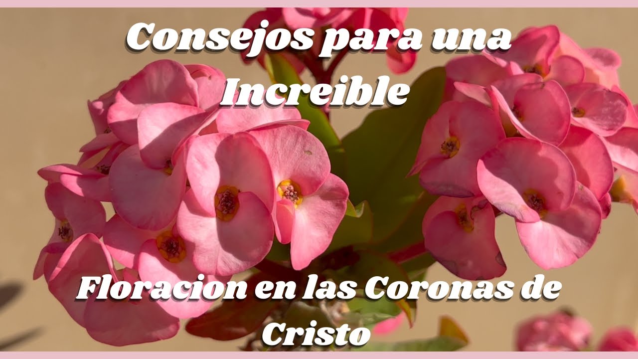Consejos y una Increible Floracion en las Coronas de Cristo