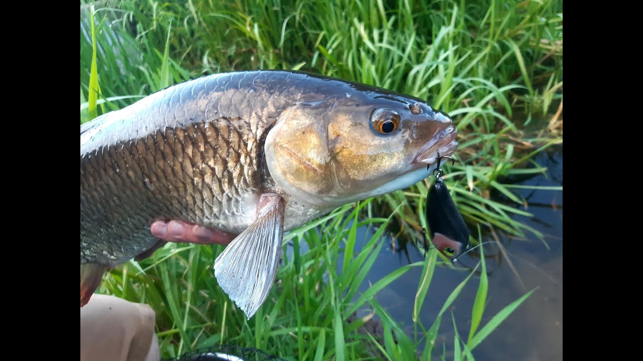 Targeting BIG Stream Chub on Lures!