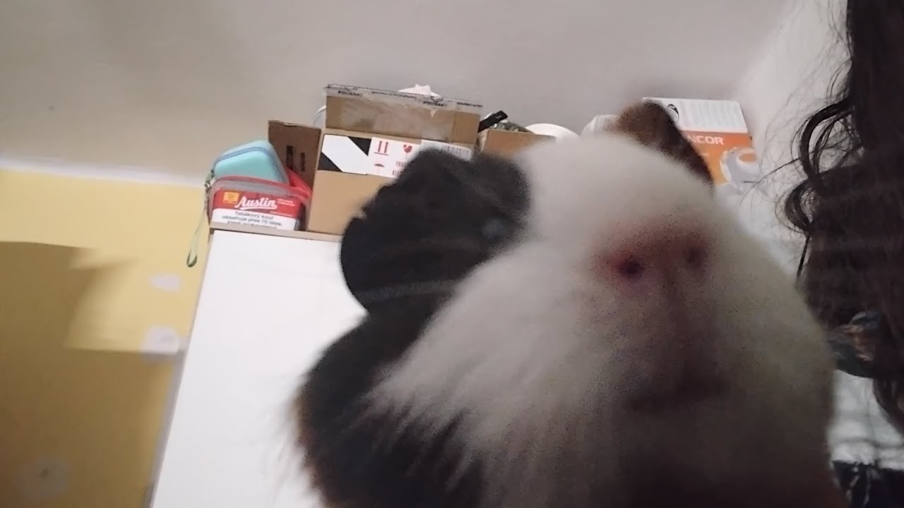 Bubliny ulizeni 