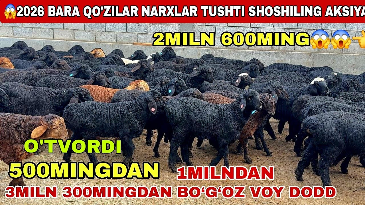 😳2Miln 600Mingdan Qo’zilar Keldi Sezon Boshlandi 3Miln 300Ming Bo’g’oz Qo’ylar 2026 Kotta Rekort