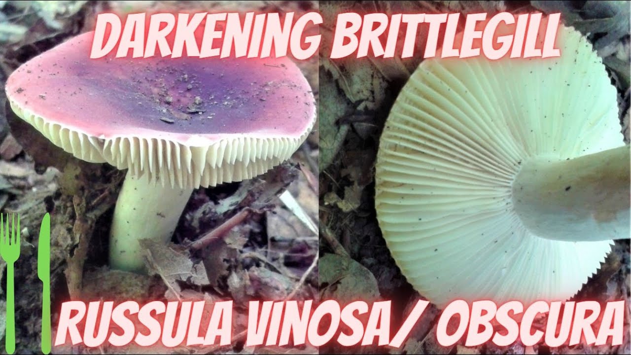 Darkening Brittlegill (Russula Vinosa/Obscura)