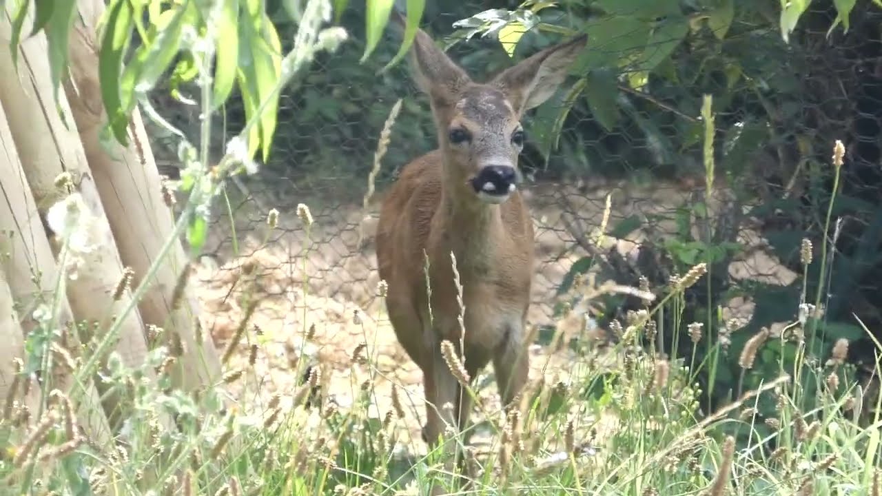 Un jeune chevreuil captif du parc grillag&eacute; de l'ancien poulailler, finit par retrouver la libert&eacute;.