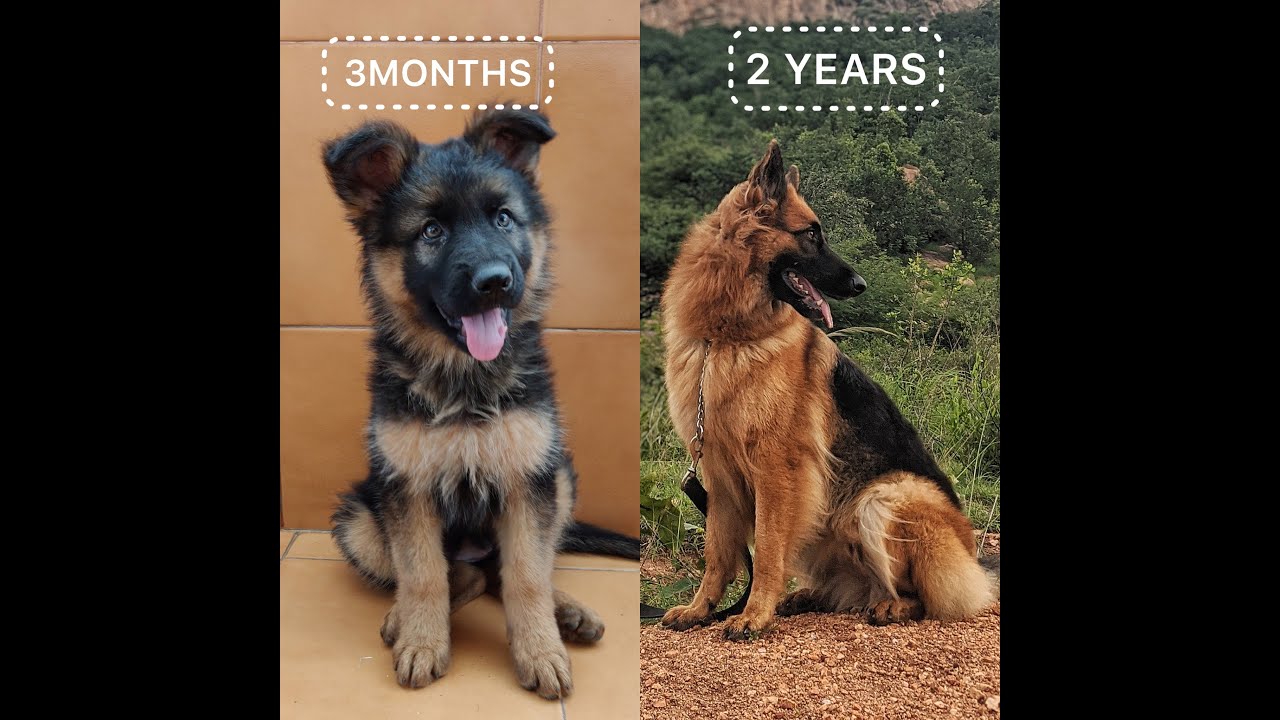 Puppy Growing From 50 Days - 2 Years COMPILATION | GERMAN SHEPHERD