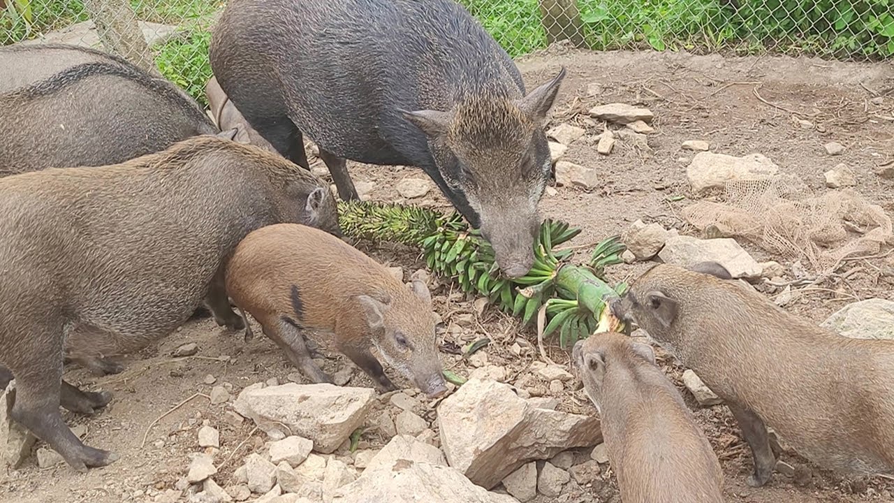 Herd of Wild Boars Fighting Over a Bunch of Bananas