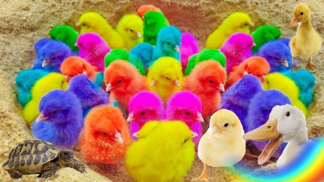 catch funny chickens, catch cute colorful chickens, rainbow chickens, ducks, kite, cats, ducks