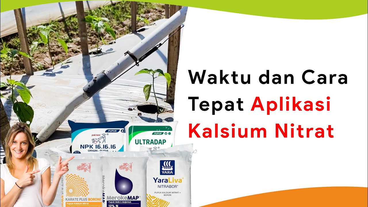 Awal Pemberian Pupuk Kalsium Nitrat Dan Campurannya!