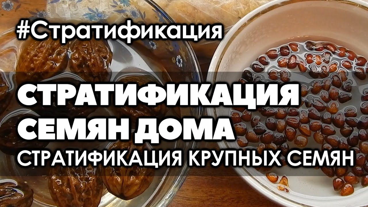 ❄ Как стратифицировать крупные семена дома в холодильнике
