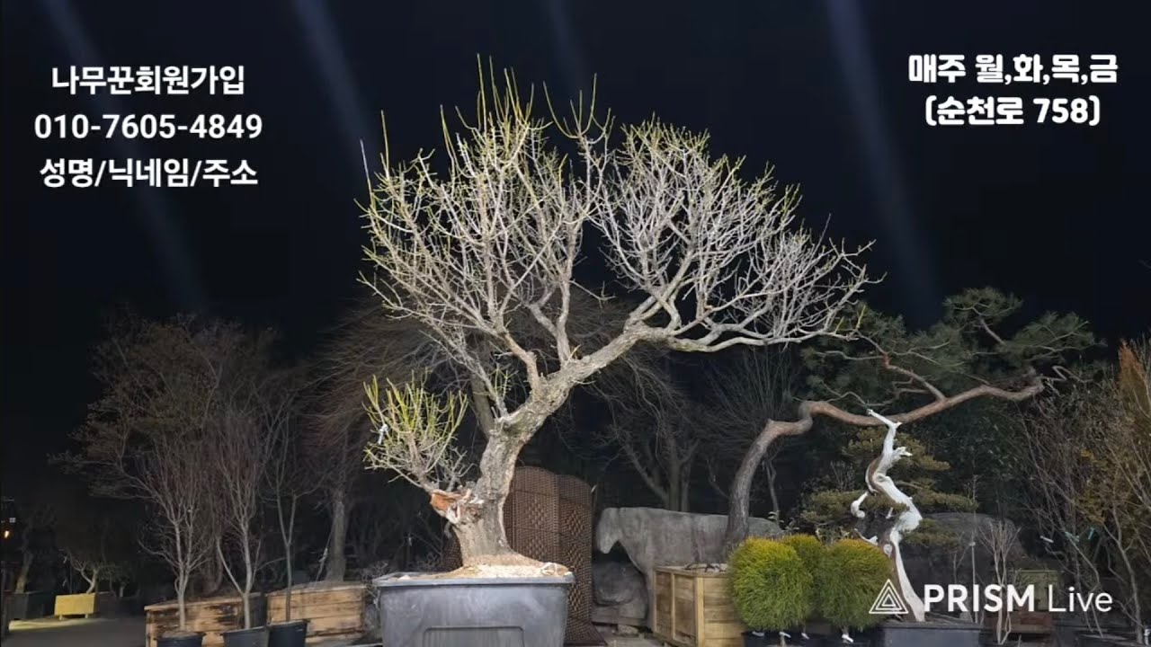 26년02월26일 님사랑이야기의 나무꾼경매장 137회(특수목,조경수,분재,정원수)
