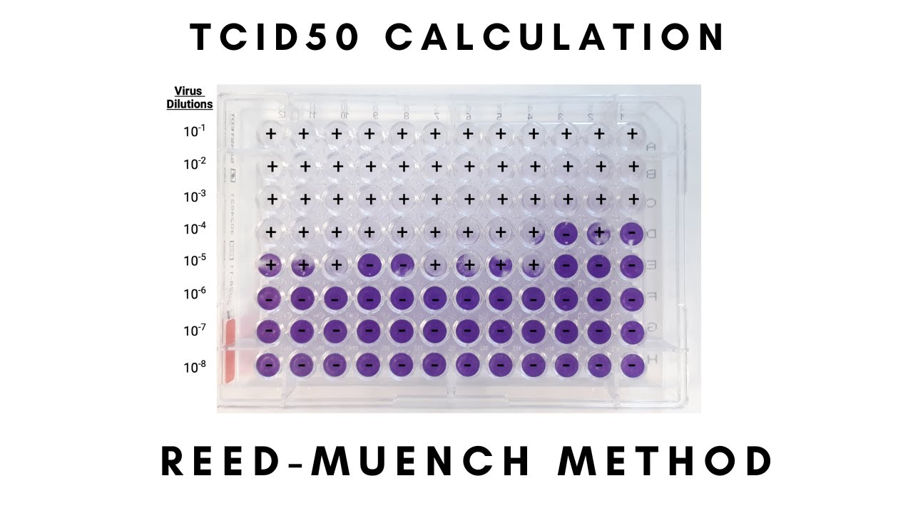 TCID50 Calculation Step-by-Step: Reed-Muench Method Tutorial