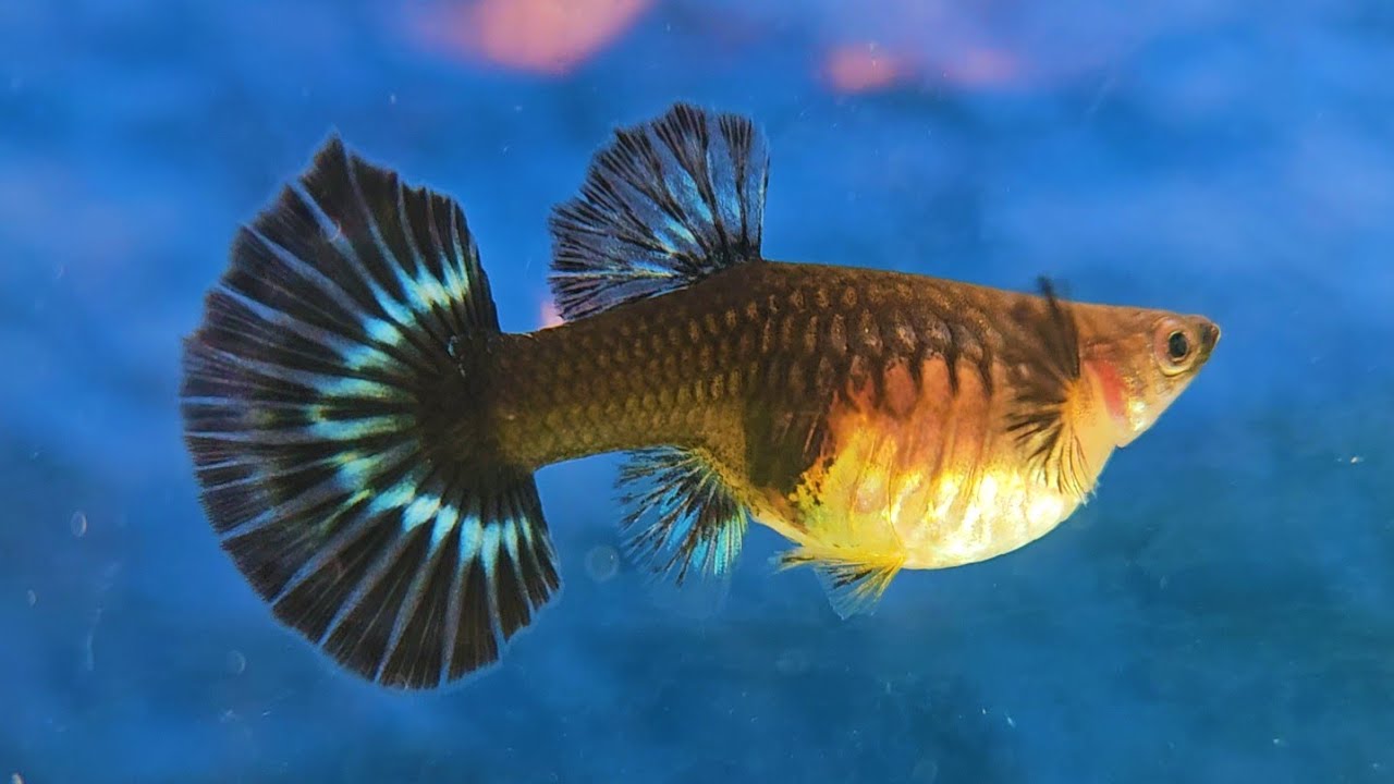4 Major Signs Your Female Guppy Is About To Give Birth And How To Trigger Her To Give Birth!