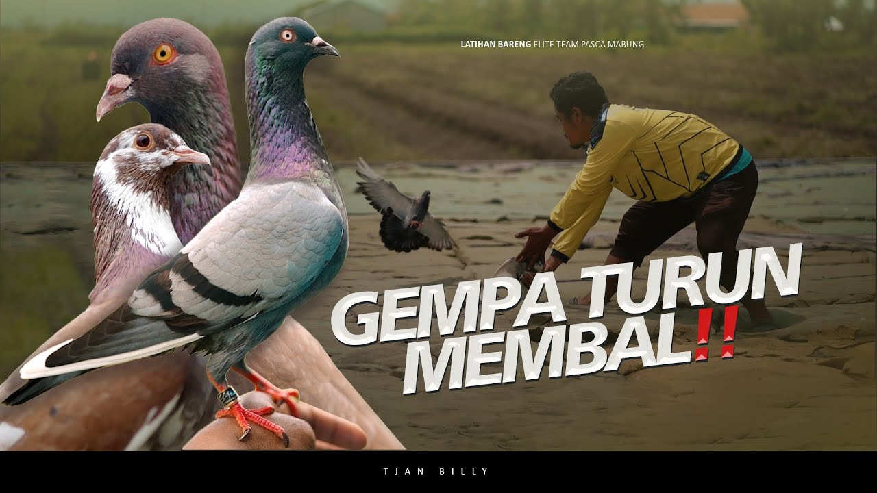 LATIHAN MERPATI PIYIK PASCA MABUNG PENCARIAN TENAGA DI LAPAK PADEL TEGAL PERSIAPAN LOMBA 2025