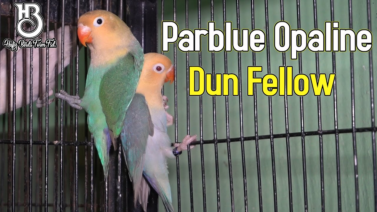 DunFellow || YellowFace ||  BronzeFellow || Aqua 2nd Clutch Birds Breed Avail At 2Brother Aviary