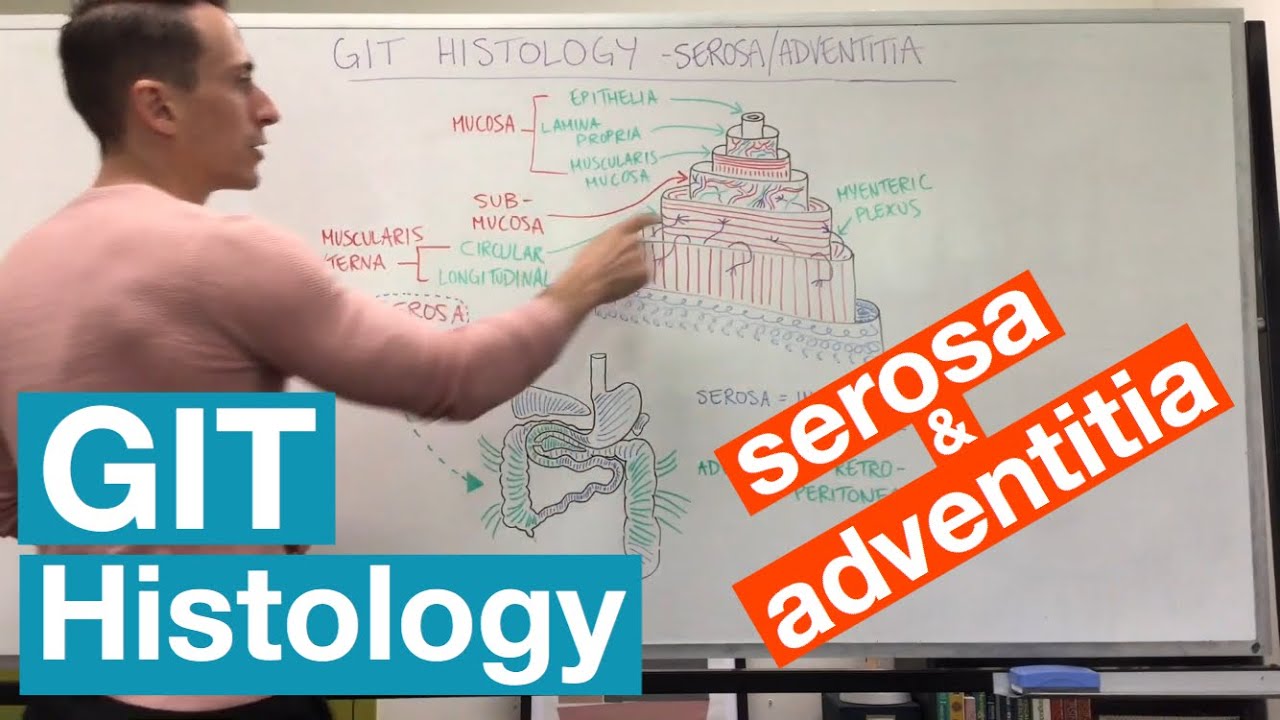 Serosa and Adventitia | GIT Histology