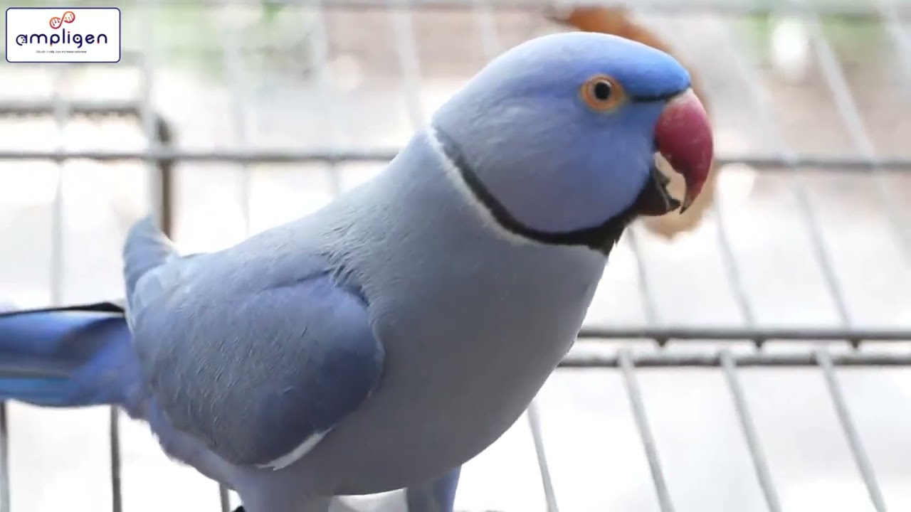 CRIADOURO CAMPESTRE É INCRÍVEL A MANSIDÃO E A QUALIDADE DAS AVES!!! 1