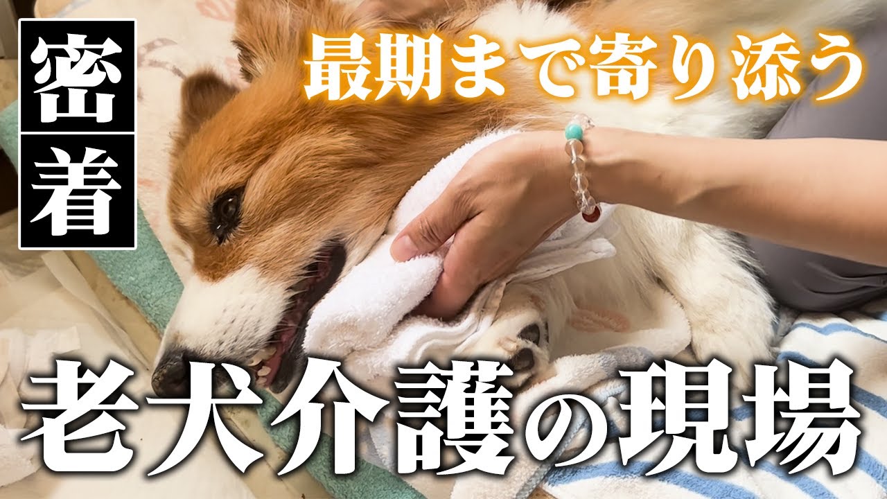 【老犬介護】ペットの高齢化を支えるペット訪問介護士のリアルな1日[密着]