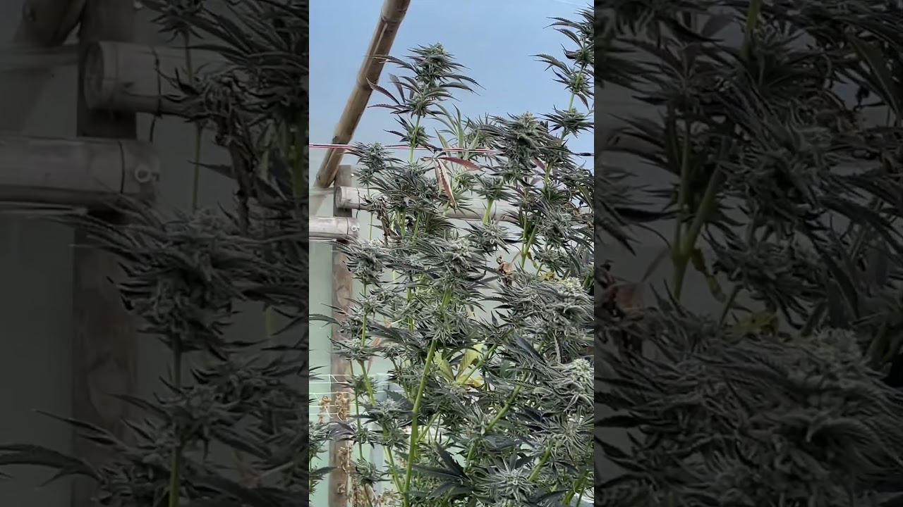 Классическая бамбуковая теплица в Колумбии 🇨🇴