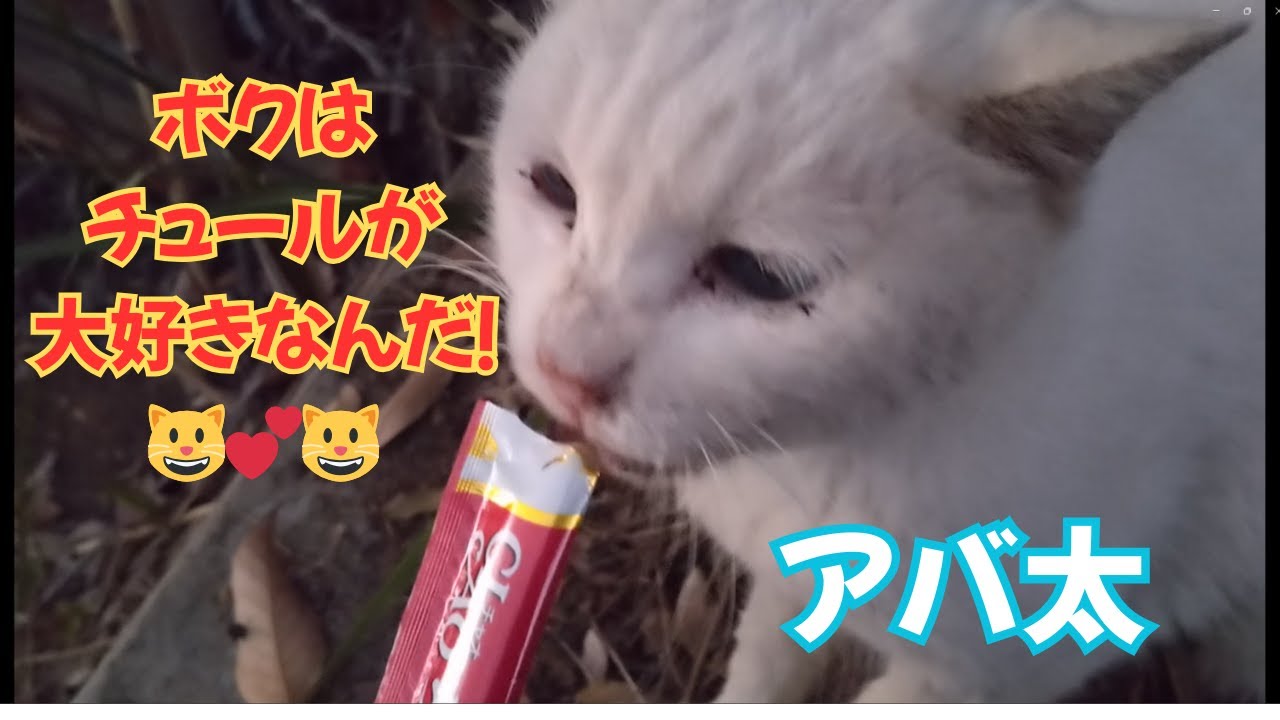 【地域猫】ボクはチュールが大好きなんだ！😺11月撮影分のパート13です😺