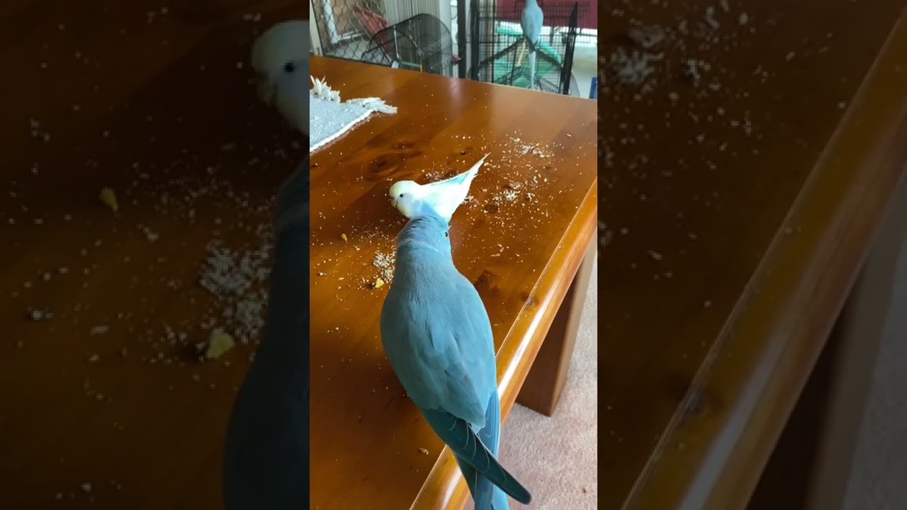 Three birds’ loving morning moments