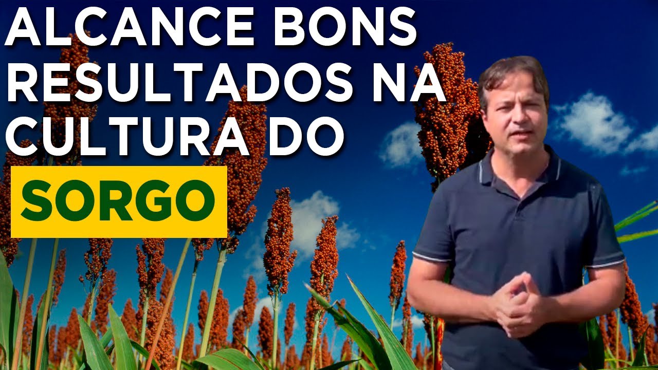 Como Manejar a Cultura do Sorgo de Forma Eficiente